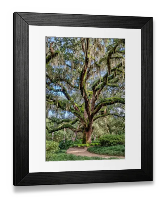 Framed Print : Live oak trees, Washington Oaks Gardens State Park, Palm Coast, Florida Framed Print : Live oak trees, Washington Oaks Gardens State Park, Palm Coast, Florida