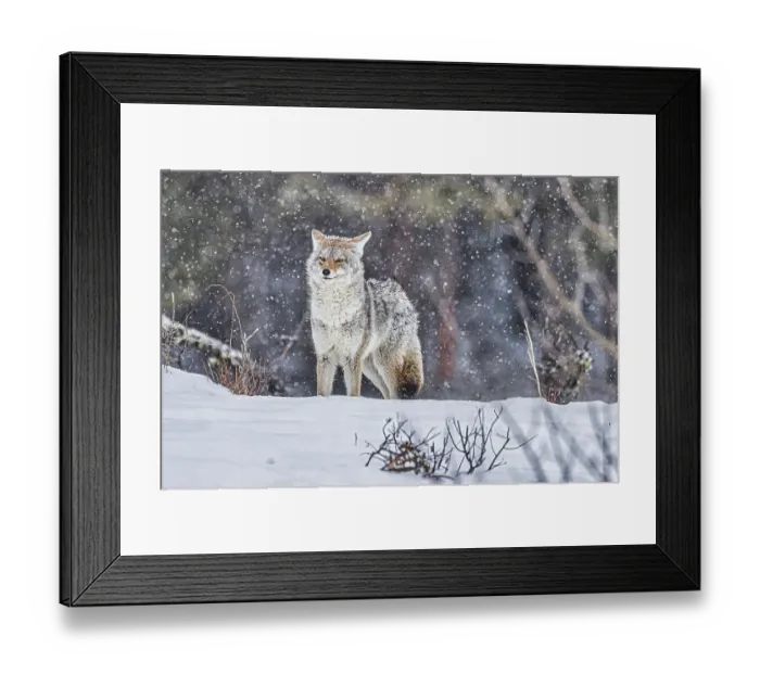 Framed Print : Coyote during a snowstorm in Yellowstone National Park Framed Print : Coyote during a snowstorm in Yellowstone National Park