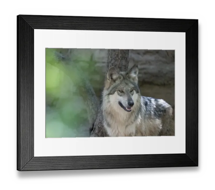 Framed Print : Sonora Desert Museum near Tucson. Captive Mexican gray wolf gives the camera a smile