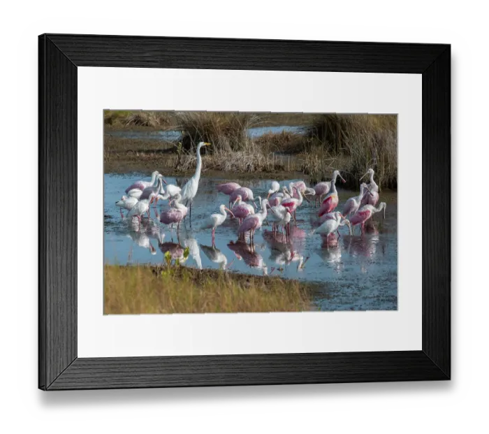 Framed Print : Wading birds in marsh, Merritt Island National Wildlife Refuge, Florida Framed Print : Wading birds in marsh, Merritt Island National Wildlife Refuge, Florida