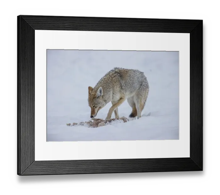 Framed Print : Coyote during a snowstorm in Yellowstone National Park Framed Print : Coyote during a snowstorm in Yellowstone National Park