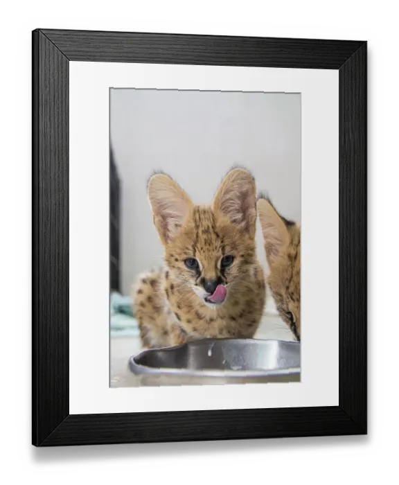 Framed Print : Young African serval kittens