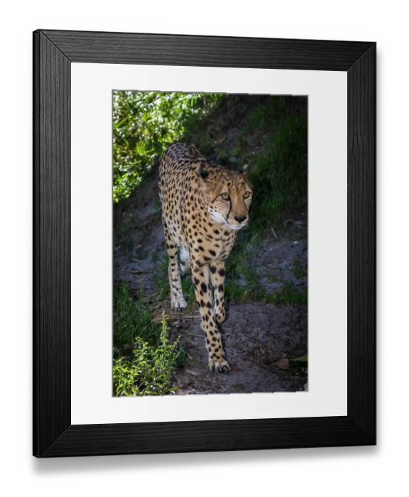 Framed Print : A male cheetah walking down a path Framed Print : A male cheetah walking down a path