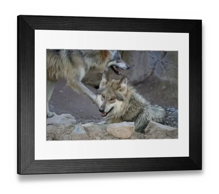 Framed Print : Mexican Gray Wolf goes eye to eye with the photographer Framed Print : Mexican Gray Wolf goes eye to eye with the photographer