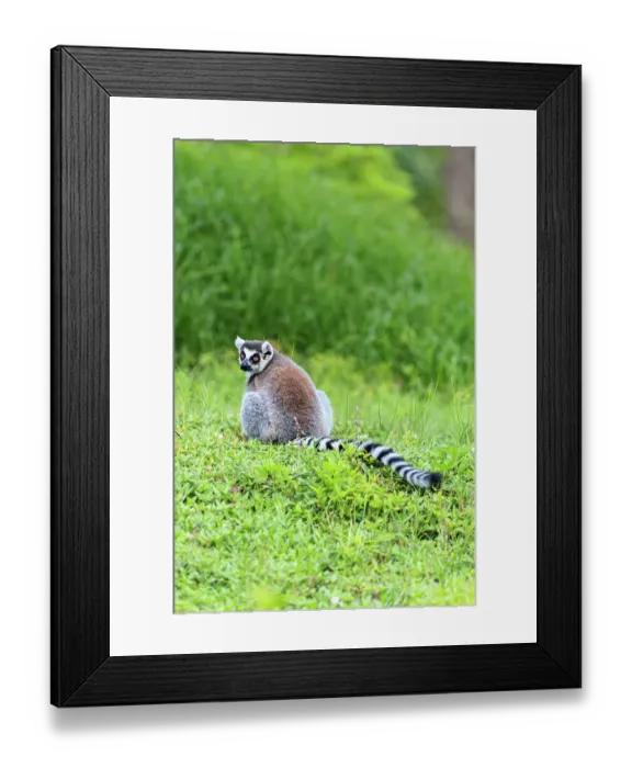Framed Print : A ring-tailed lemur Framed Print : A ring-tailed lemur