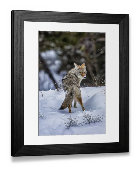 Framed Print : Coyote during a snowstorm in Yellowstone National Park