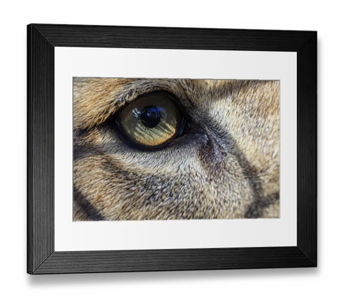 Framed Print : Eye of an African lion Framed Print : Eye of an African lion