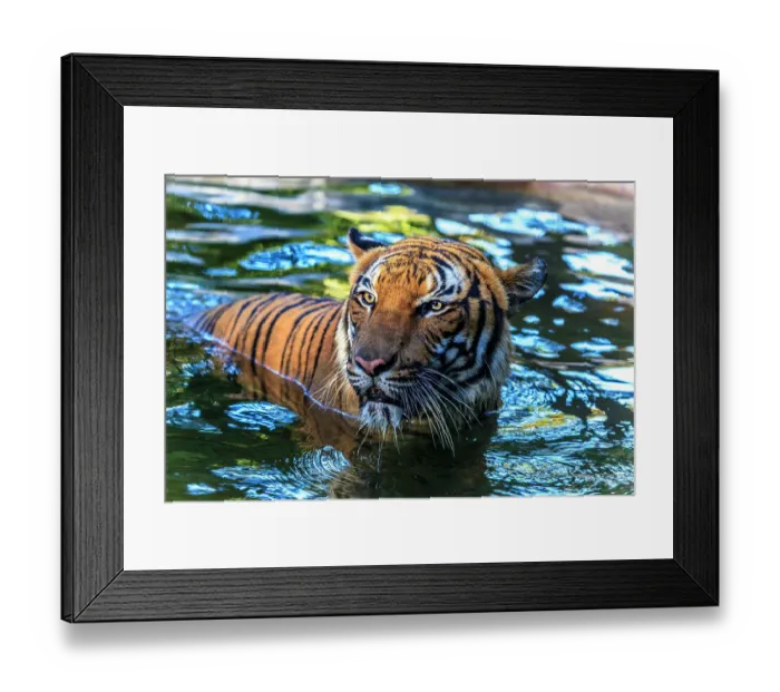 Framed Print : A male Malayan tiger stares up from a pool of water Framed Print : A male Malayan tiger stares up from a pool of water