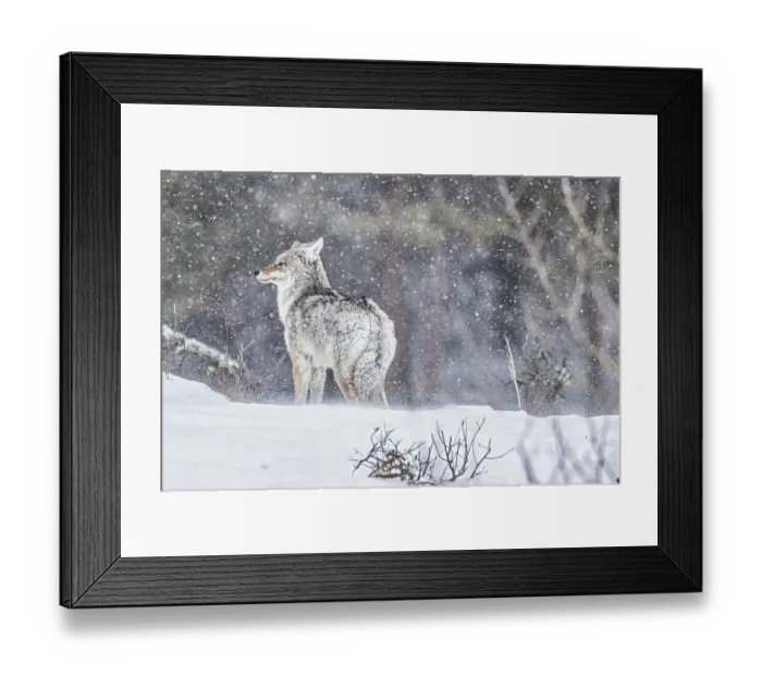 Framed Print : Coyote during a snowstorm in Yellowstone National Park Framed Print : Coyote during a snowstorm in Yellowstone National Park
