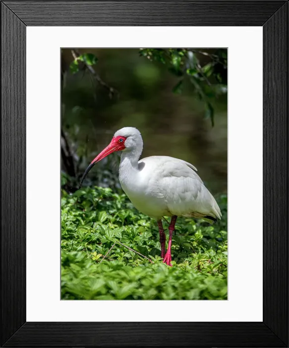 Framed Print : White ibis in breeding colors Framed Print : White ibis in breeding colors