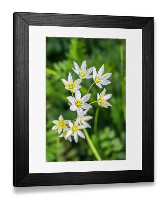 Framed Print : Flowering wild onion
