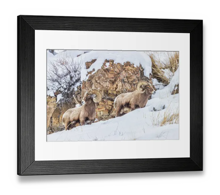 Framed Print : Rocky Mountain Big Horn Sheep in the Lamar Valley of Yellowstone National Park