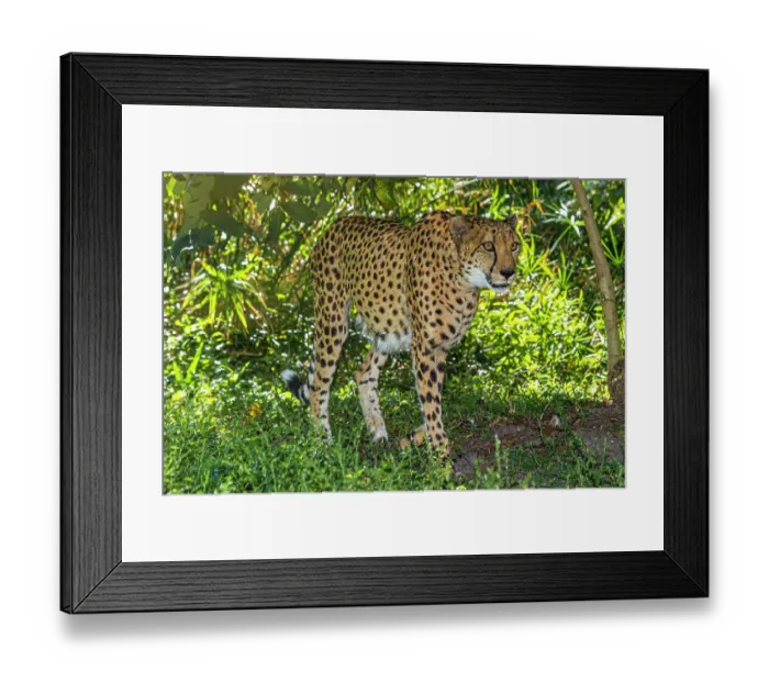 Framed Print : African cheetah Framed Print : African cheetah