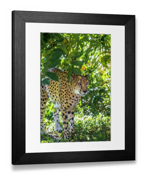 Framed Print : African cheetah Framed Print : African cheetah