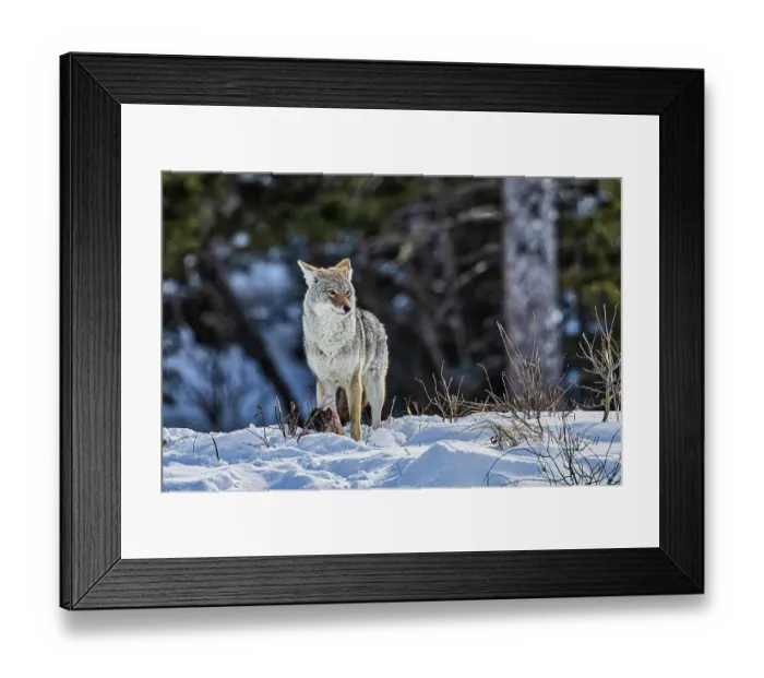 Framed Print : Coyote during a snowstorm in Yellowstone National Park Framed Print : Coyote during a snowstorm in Yellowstone National Park