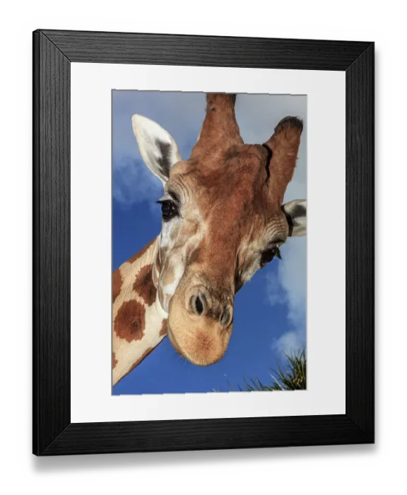 Framed Print : Staring giraffe Framed Print : Staring giraffe