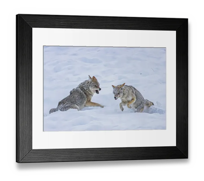 Framed Print : Coyote during a snowstorm in Yellowstone National Park