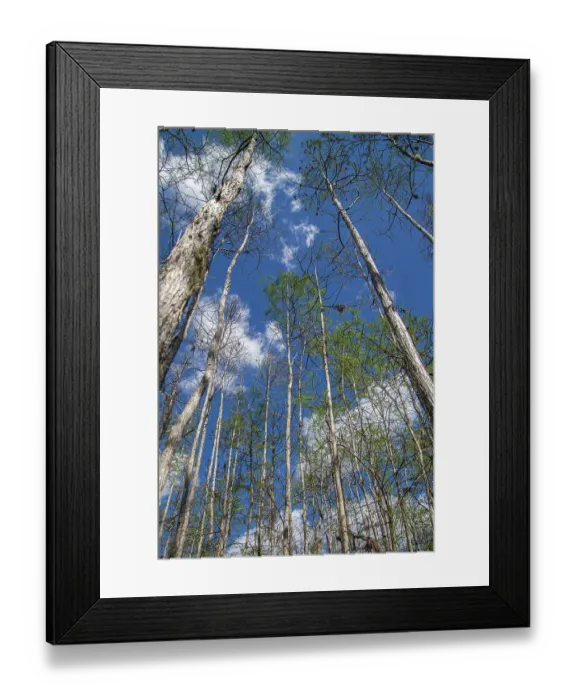 Framed Print : Cypress swamp in southwest Florida Framed Print : Cypress swamp in southwest Florida