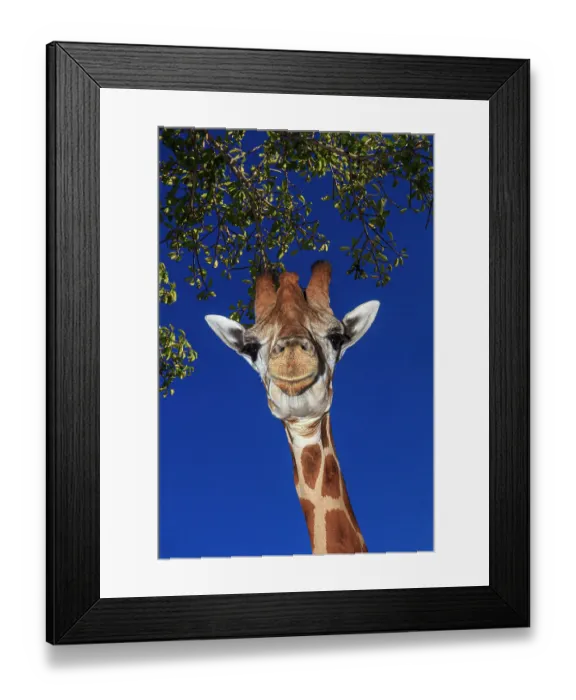 Framed Print : Staring giraffe Framed Print : Staring giraffe