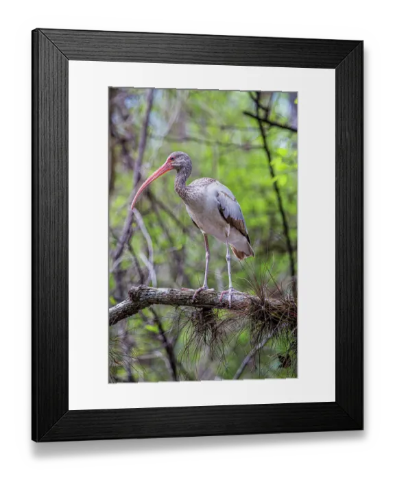 Framed Print : Immature white ibis in southwest Florida swamp