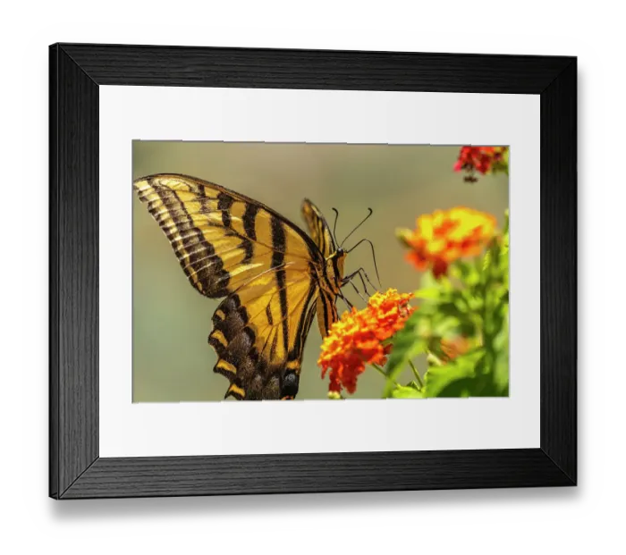 Framed Print : USA, New Mexico, ABQ BioPark Botanic Garden. Western tiger swallowtail butterfly on flowers