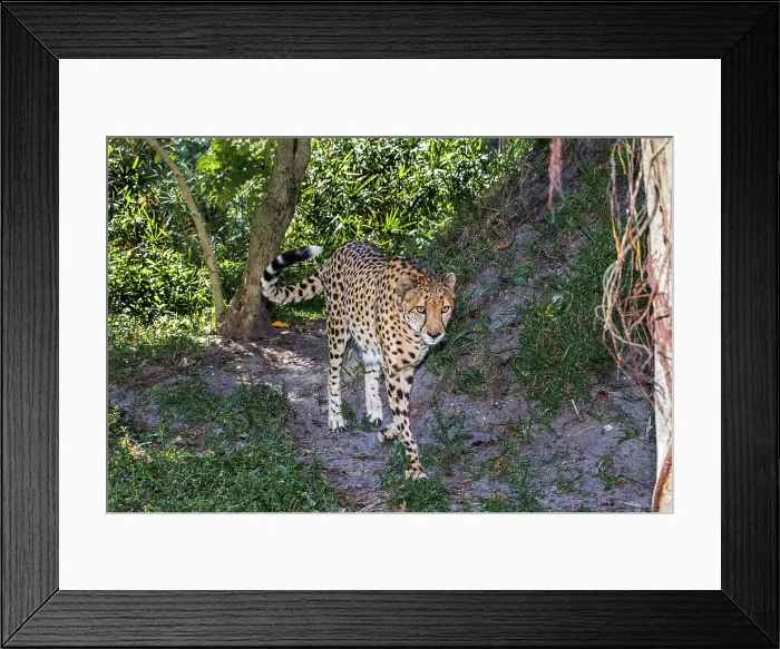Framed Print : African cheetah Framed Print : African cheetah