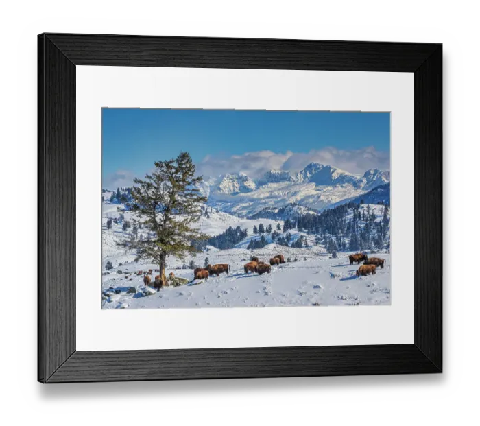 Framed Print : Buffalo in winter in the Northern Range of Yellowstone National Park Framed Print : Buffalo in winter in the Northern Range of Yellowstone National Park