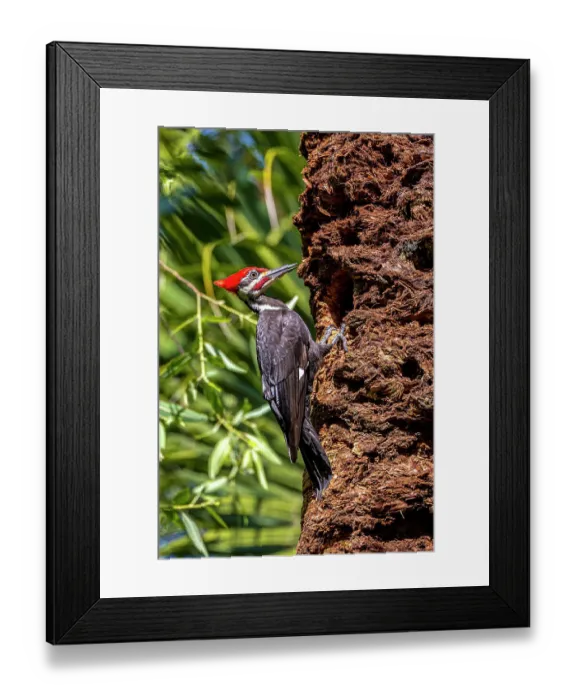 Framed Print : Pileated woodpecker tending to nest cavity in a cabbage palm Framed Print : Pileated woodpecker tending to nest cavity in a cabbage palm