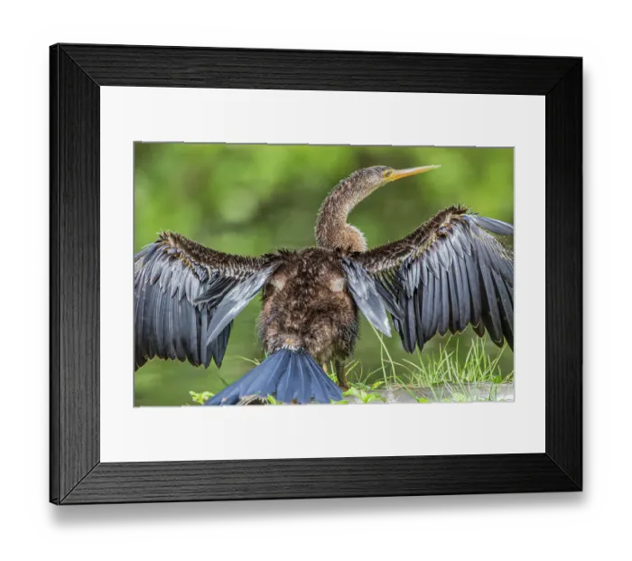 Framed Print : Immature anhinga drying wings Framed Print : Immature anhinga drying wings
