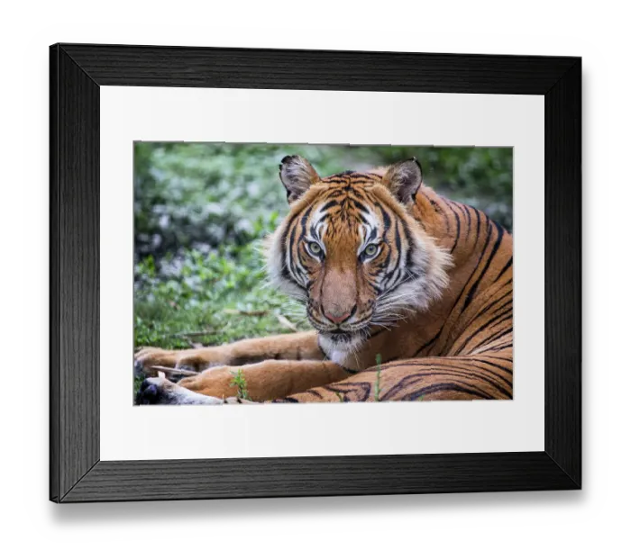 Framed Print : A male Malayan tiger stares Framed Print : A male Malayan tiger stares
