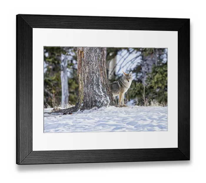 Framed Print : Coyote during a snowstorm in Yellowstone National Park Framed Print : Coyote during a snowstorm in Yellowstone National Park