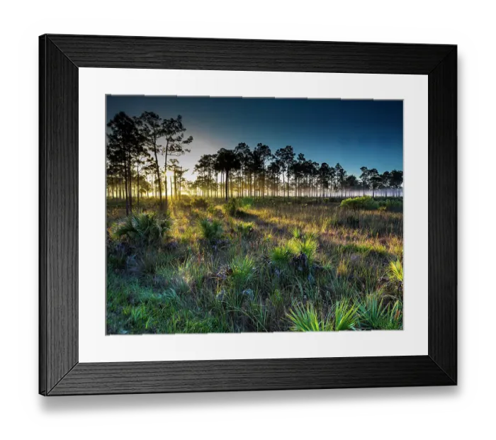 Framed Print : Prairie and pine flatwoods in southwest Florida Framed Print : Prairie and pine flatwoods in southwest Florida
