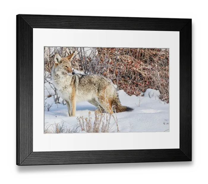 Framed Print : Coyote roaming in the Lamar Valley in Yellowstone National Park Framed Print : Coyote roaming in the Lamar Valley in Yellowstone National Park