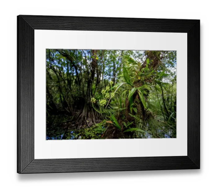 Framed Print : Yellow helmet orchid growing on a tree Framed Print : Yellow helmet orchid growing on a tree