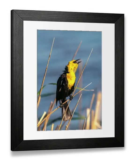 Framed Print : USA, Nebraska, Ramsey County. Yellow-headed blackbird calling on reed