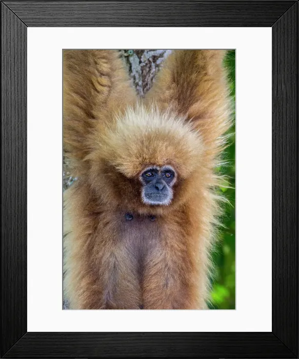 Framed Print : White-handed gibbons come in both a blonde phase as well as black Framed Print : White-handed gibbons come in both a blonde phase as well as black