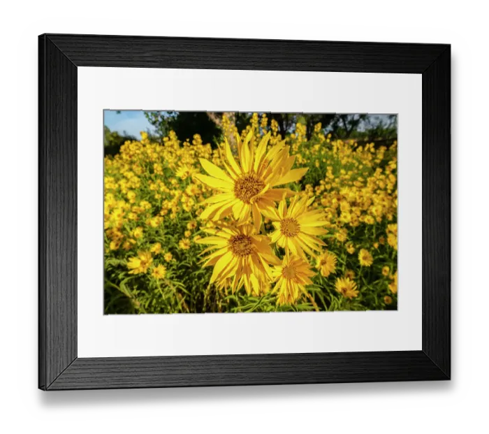 Framed Print : USA, New Mexico, Bernalillo County. Close-up of sunflowers