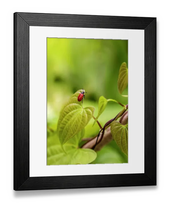 Framed Print : Exotic air potato leaf beetle eat leaves Framed Print : Exotic air potato leaf beetle eat leaves