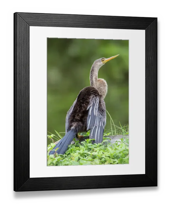 Framed Print : Perched adult female anhinga Framed Print : Perched adult female anhinga