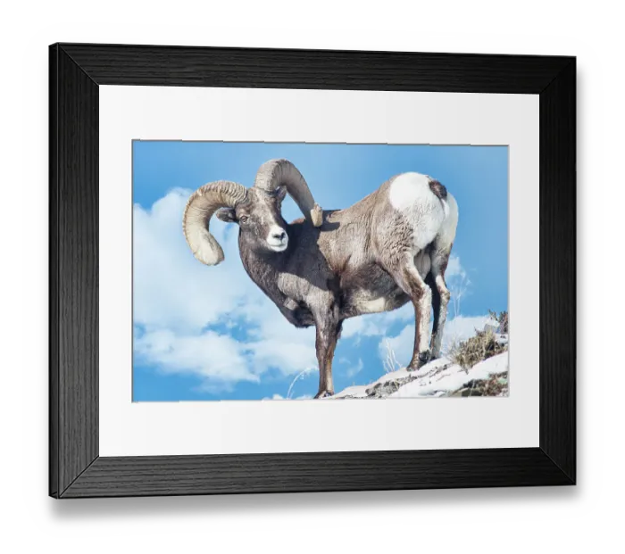 Framed Print : Rocky Mountain Big Horn Ram in the Lamar Valley of Yellowstone National Park Framed Print : Rocky Mountain Big Horn Ram in the Lamar Valley of Yellowstone National Park