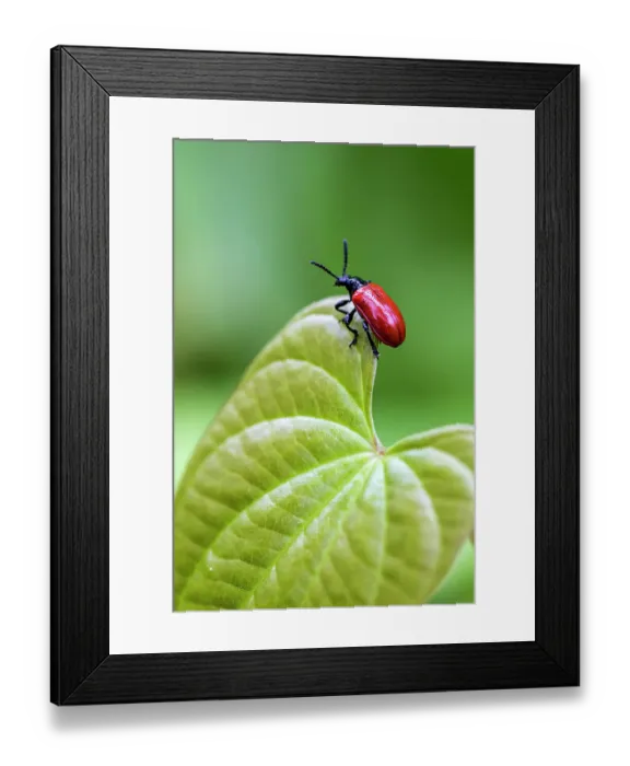 Framed Print : Exotic air potato leaf beetle eat leaves Framed Print : Exotic air potato leaf beetle eat leaves
