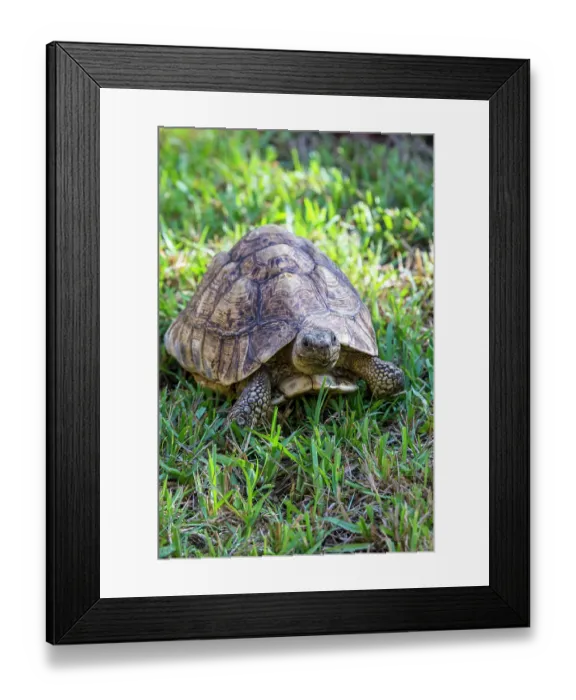 Framed Print : African leopard tortoise Framed Print : African leopard tortoise