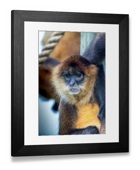 Framed Print : Spider monkey Framed Print : Spider monkey