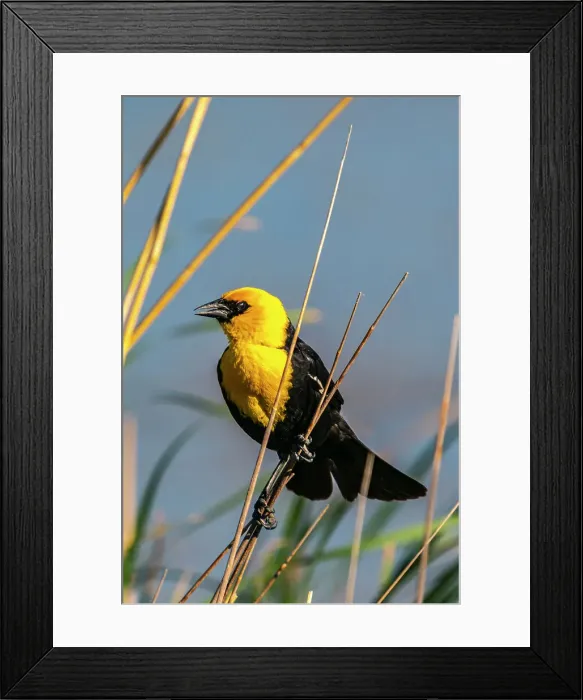 Framed Print : USA, Nebraska, Ramsey County. Yellow-headed blackbird on reed
