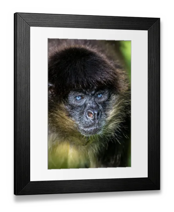 Framed Print : Spider monkey with deep blue eyes Framed Print : Spider monkey with deep blue eyes