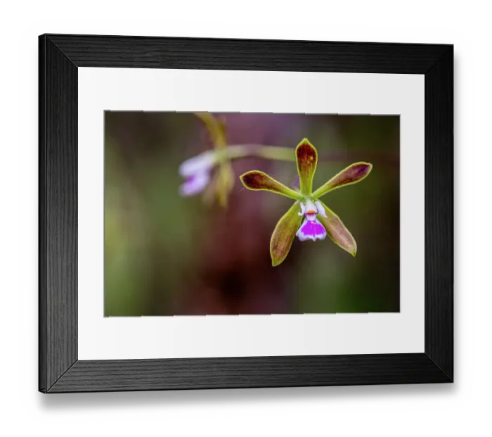 Framed Print : The butterfly orchid grows in swamps and wet woodlands of south Florida Framed Print : The butterfly orchid grows in swamps and wet woodlands of south Florida
