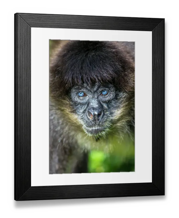 Framed Print : Spider monkey with deep blue eyes