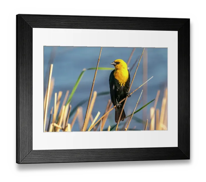 Framed Print : USA, Nebraska, Ramsey County. Yellow-headed blackbird on reed Framed Print : USA, Nebraska, Ramsey County. Yellow-headed blackbird on reed