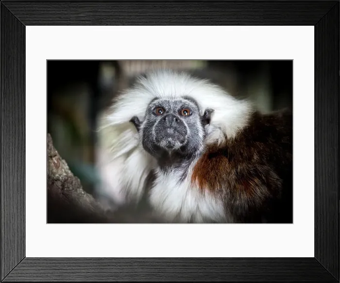 Framed Print : Cotton-top tamarin Framed Print : Cotton-top tamarin
