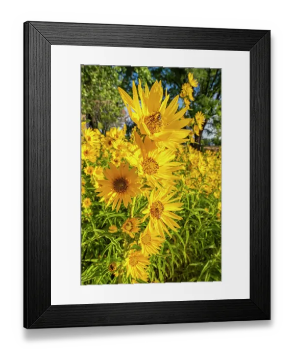 Framed Print : USA, New Mexico, Bernalillo County. Close-up of honey bee on sunflower